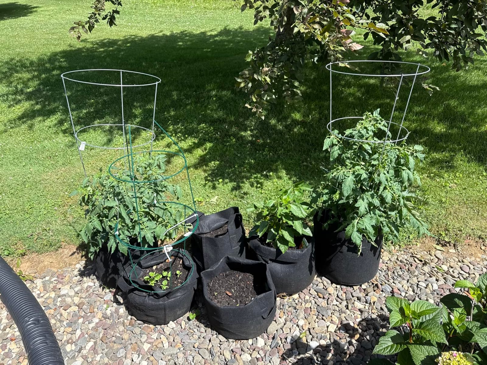 JERIA 12-Pack 25 Gallon Grow Bags, 300G Thickened Nonwoven Garden Pots,Heavy Duty Fabric Pots with Reinforced Handles customer photo 2