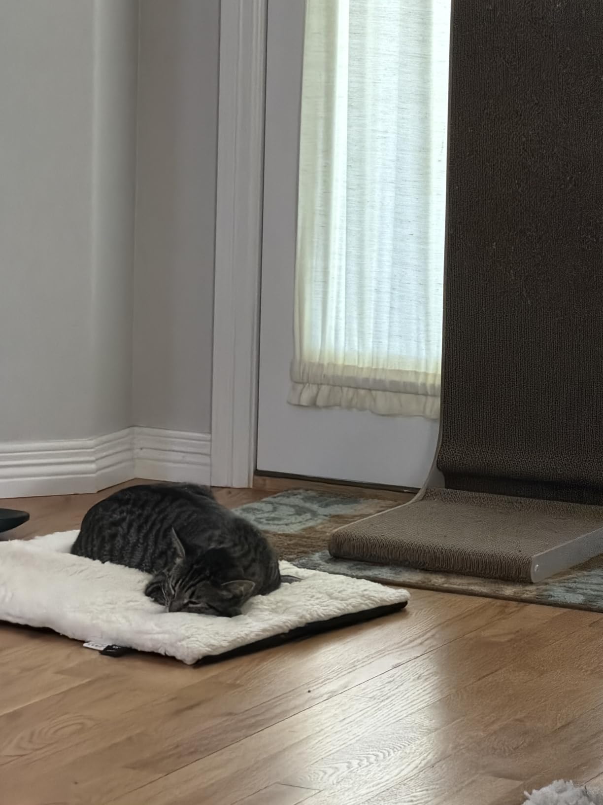 Mora Pets Self Warming Cat Bed Self Heating Cat Dog Mat Pet Pad Extra Warm customer photo 1