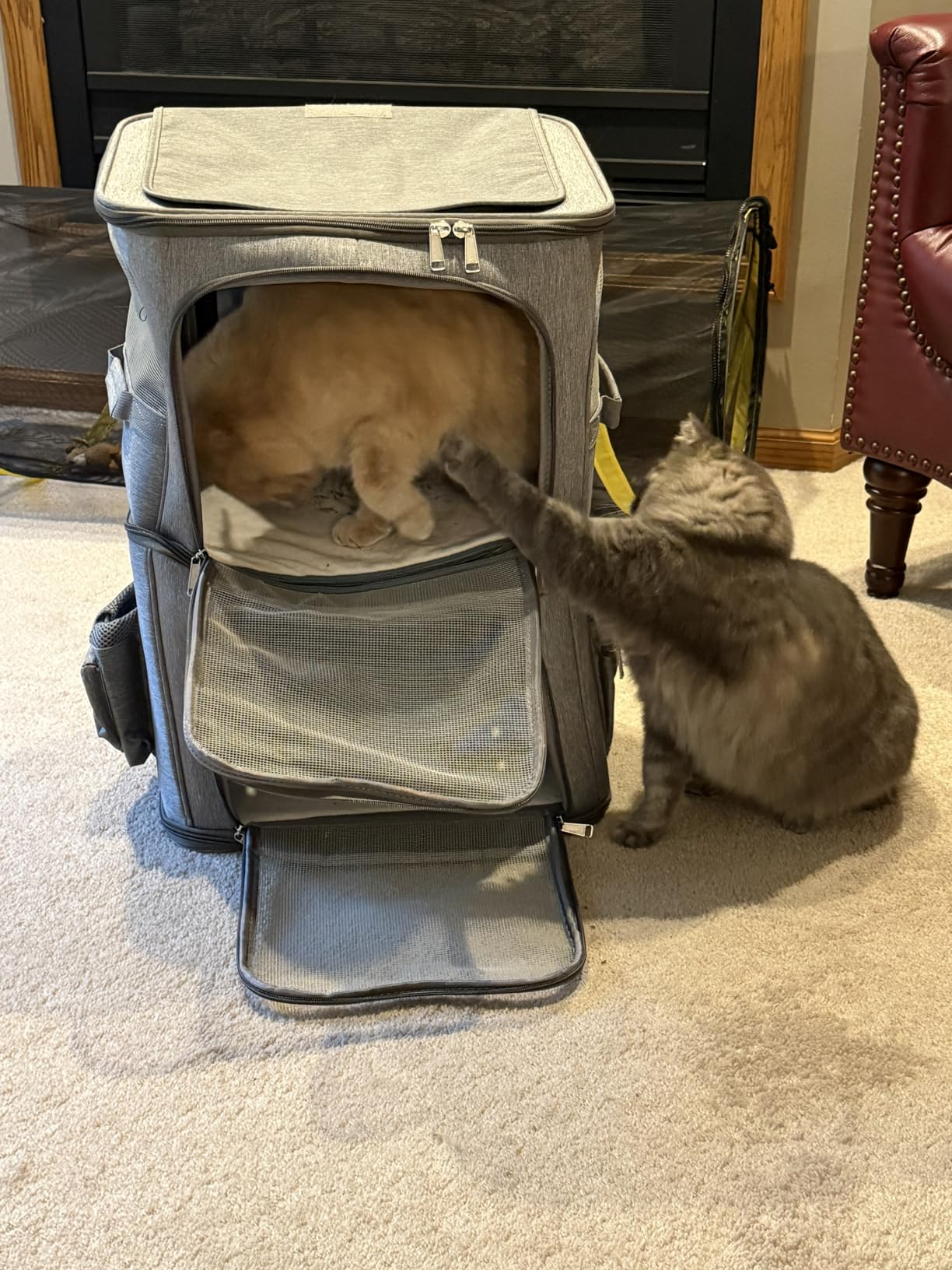 HOVONO Double-Compartment Cat Backpack Carrier for 2 Pets up to 18 lbs customer photo 1