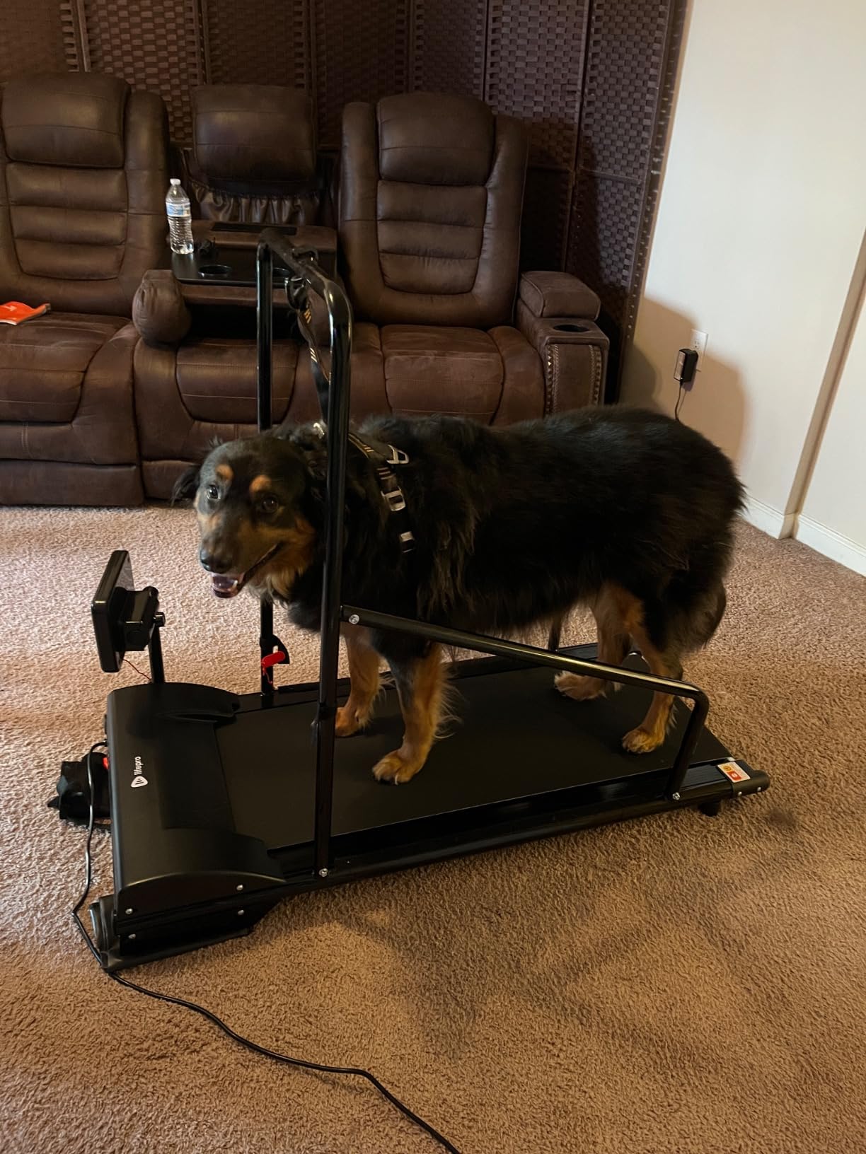 Lifepro PawRunner Dog Treadmill for Small & Medium Dogs, Remote Control customer photo 2