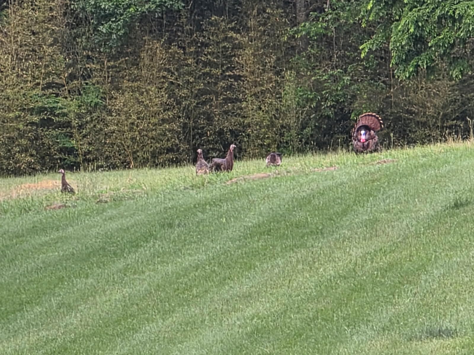 PRIMOS Hunting Turkey Decoy - Lil Gobstopper Hen and Jake Combo customer photo 1