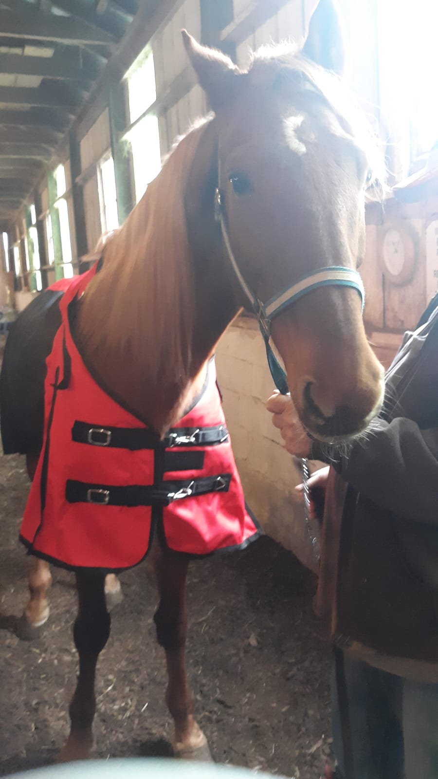 Challenger 1200D Horse Turnout Waterproof Heavy Weight Winter Blanket 5EE20LG customer photo 1