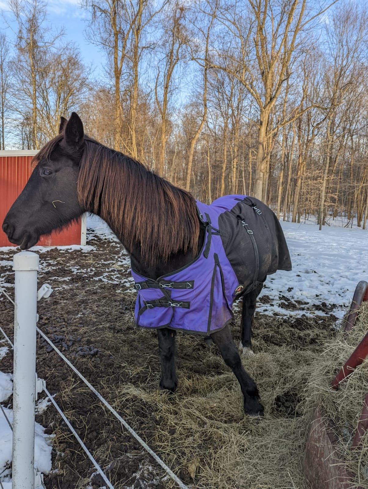 Challenger 1200D Horse Turnout Waterproof Heavy Weight Winter Blanket 5EE20LG customer photo 2