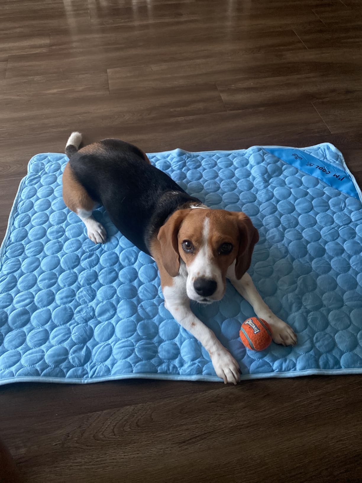 INSPECTOR TAIL Dog Cooling Mat, Indoor & Outdoor, Large Self Cooling Pad customer photo 2
