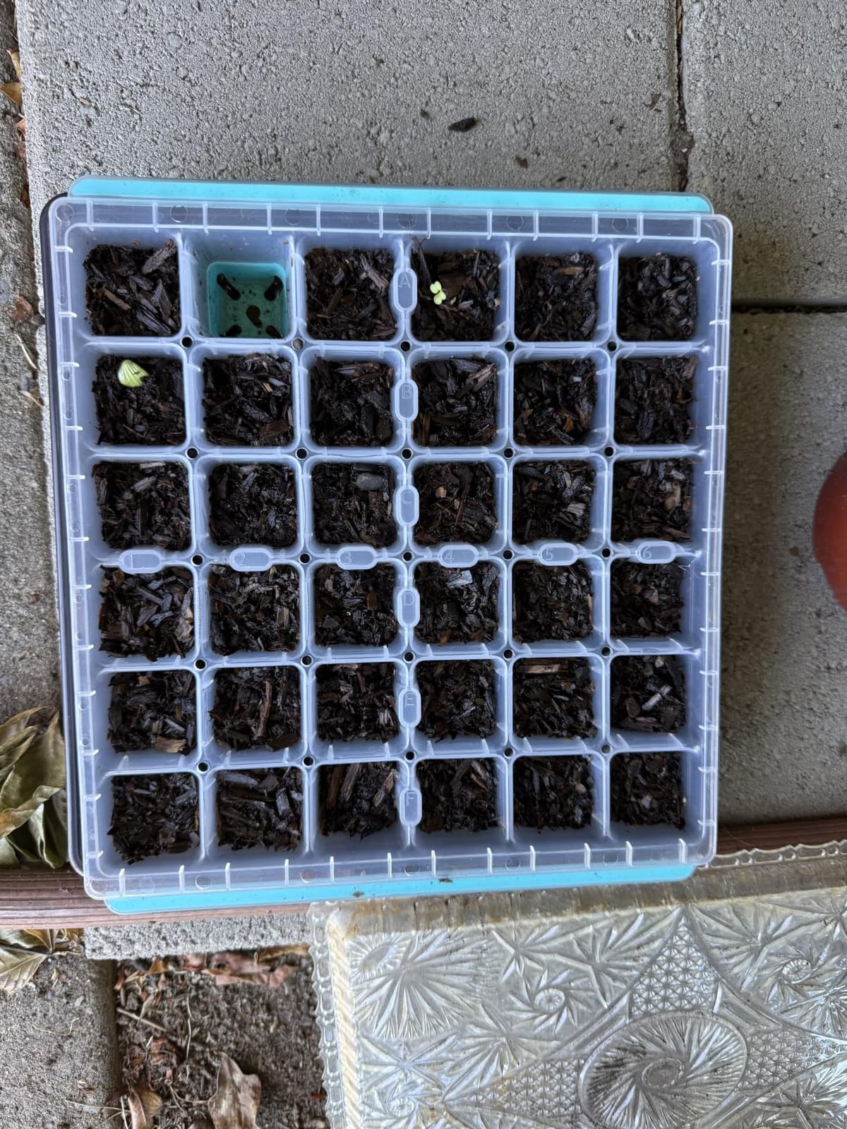 Burpee SuperSeed 36-Cell Reusable Seed Starting Tray for Indoor Seedlings customer photo 1