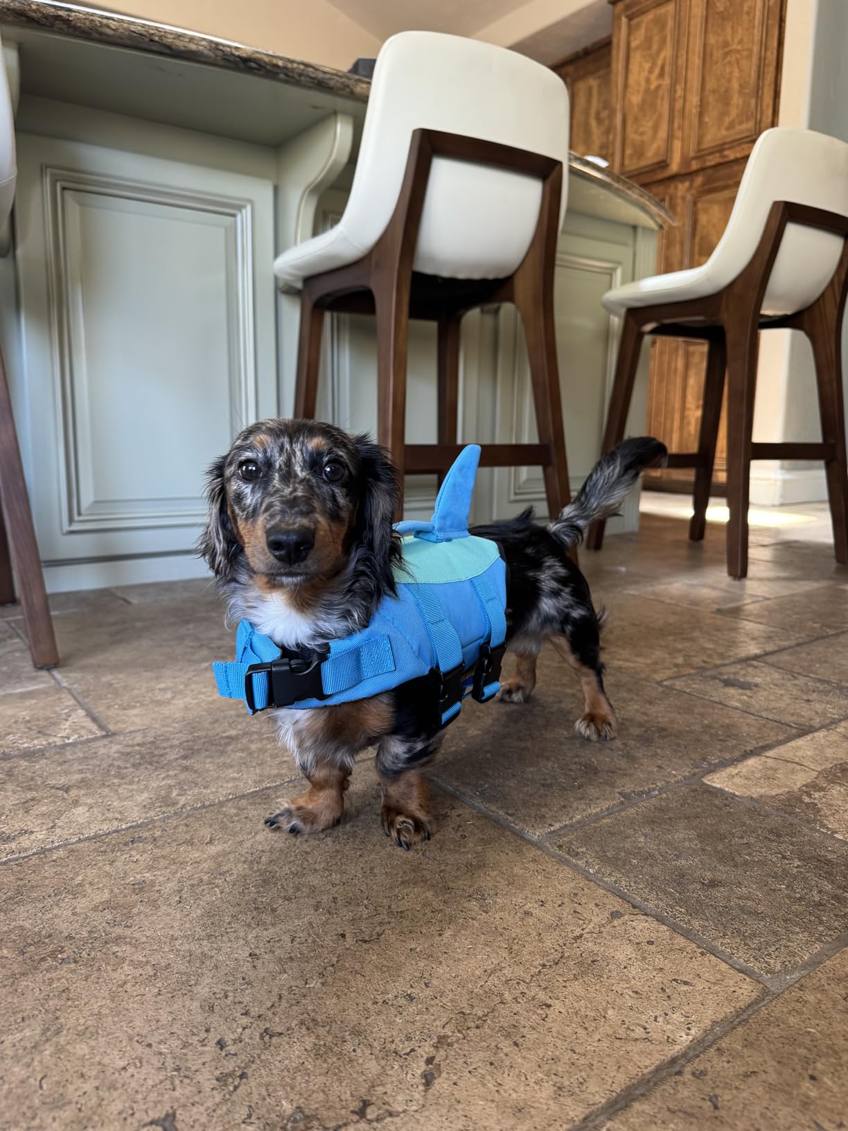 EMUST Dog Life Vests, Dogs Floats for Swimming, Boat, Pool, Ripstop Dog Life Jacket with High Buoyancy and Lift Handle for Small and Medium Breeds, (M,Pool Blue) customer photo 2