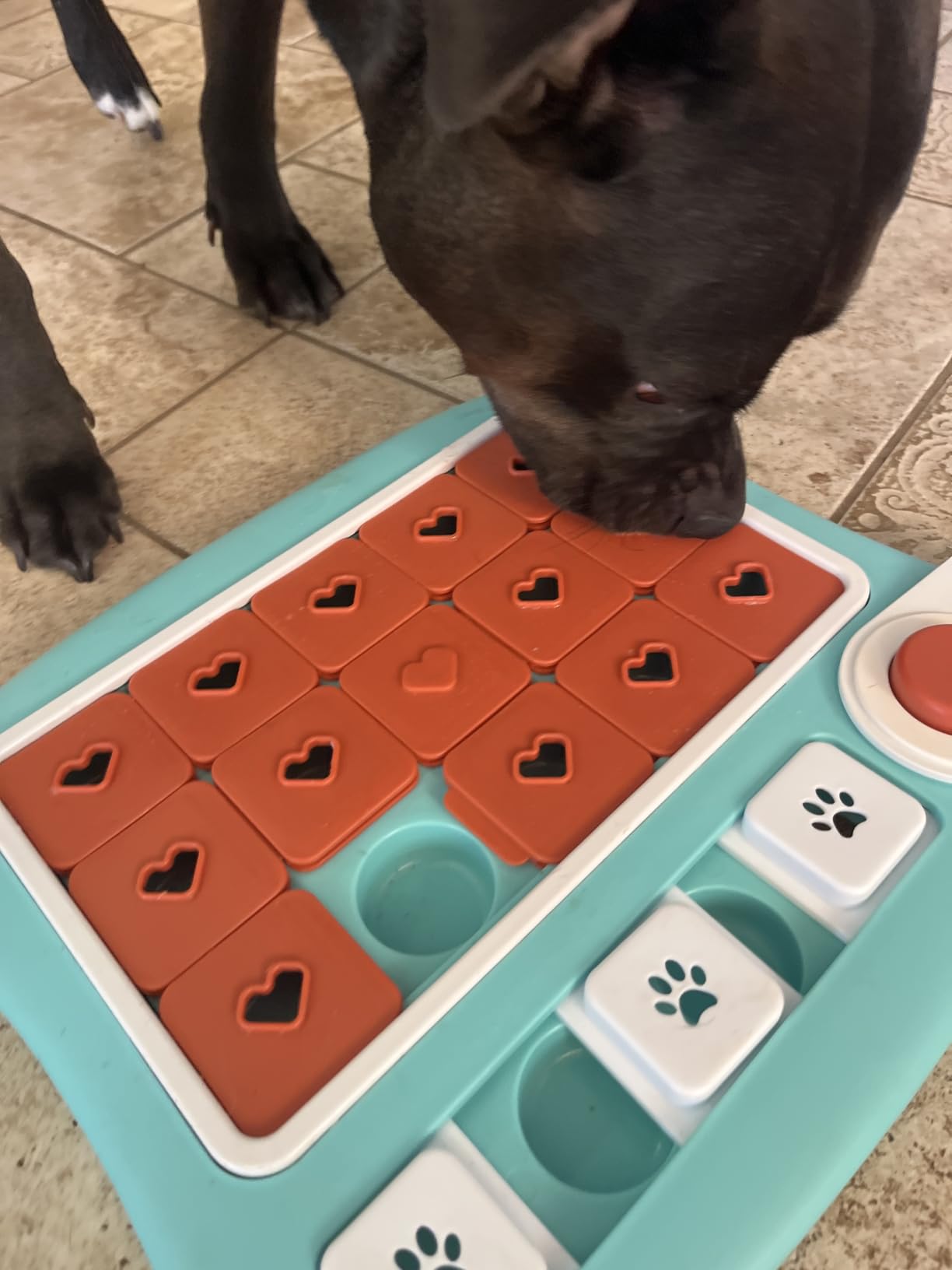 FOXMM Interactive Dog Treat Puzzle Toys for IQ Training&Mental Stimulating customer photo 1