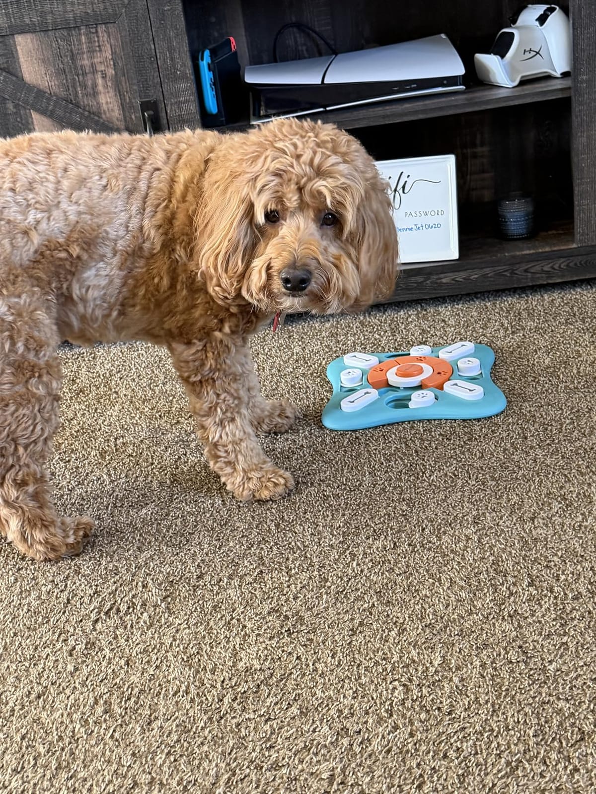 FOXMM Interactive Dog Treat Puzzle Toys for IQ Training&Mental Stimulating customer photo 2