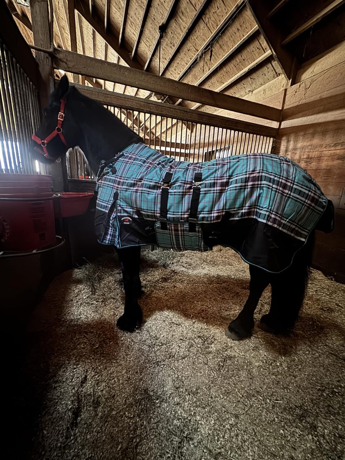 Challenger 1200D Horse Turnout Waterproof Heavy Weight Winter Blanket 5B105 customer photo 2