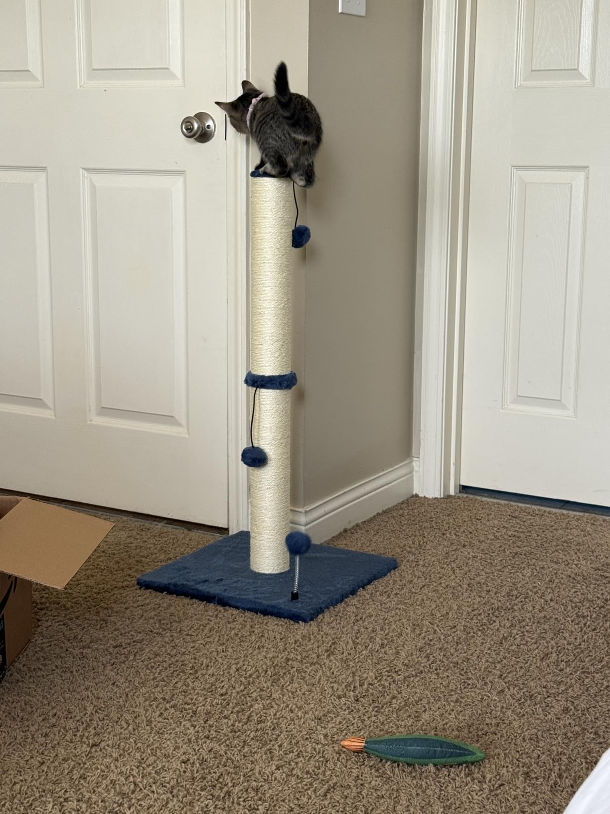 MECOOL 34“ Tall Cat Scratching Post Premium Basics Kitten Scratcher Sisal Scratch Posts Trees with Hanging Ball for Indoor Cats (34 inches for Adult Cats, Cactus Green) customer photo 1