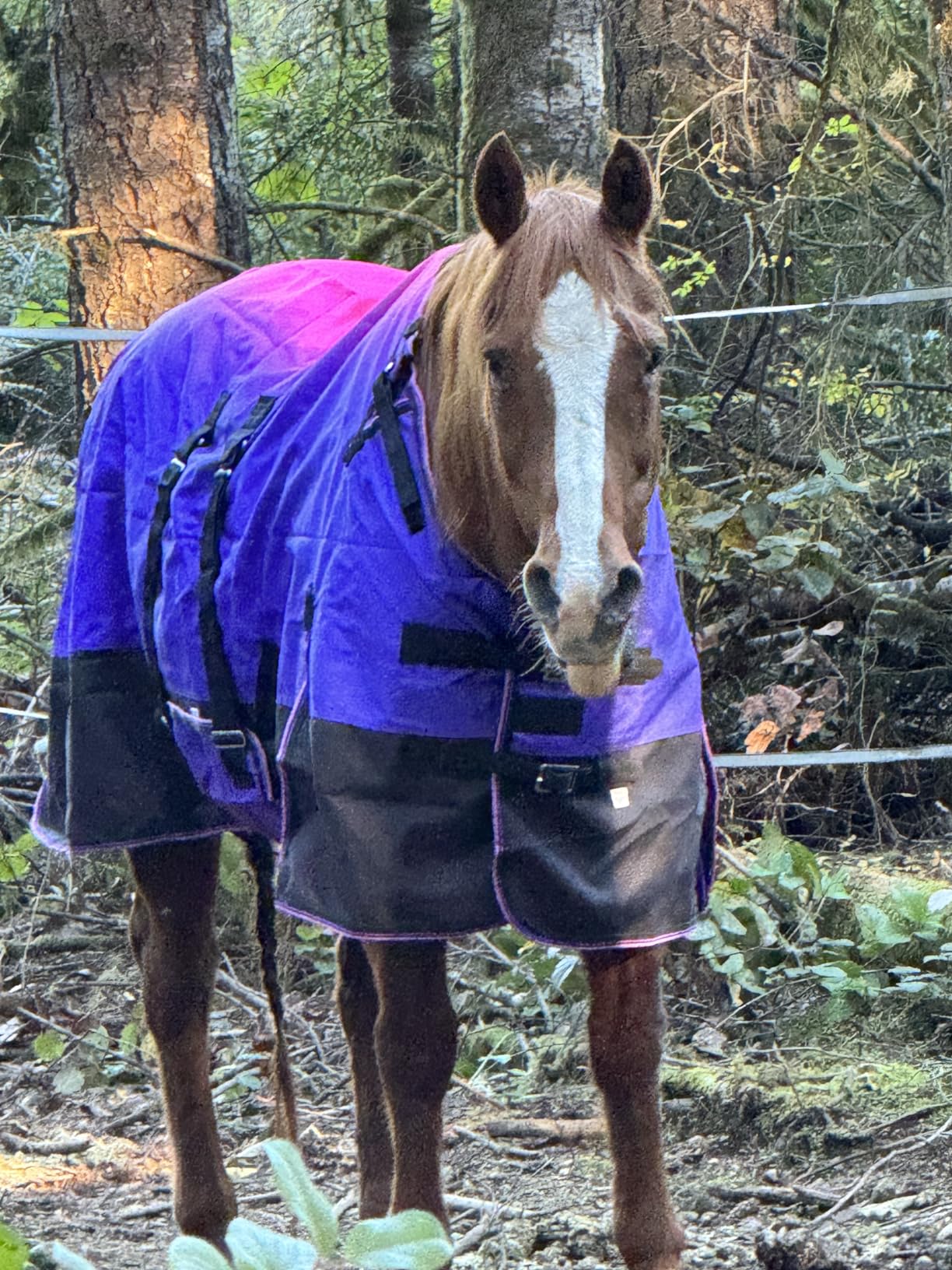 Challenger 1200D Turnout Waterproof Rain Horse Sheet Light Winter Blanket 393B customer photo 1