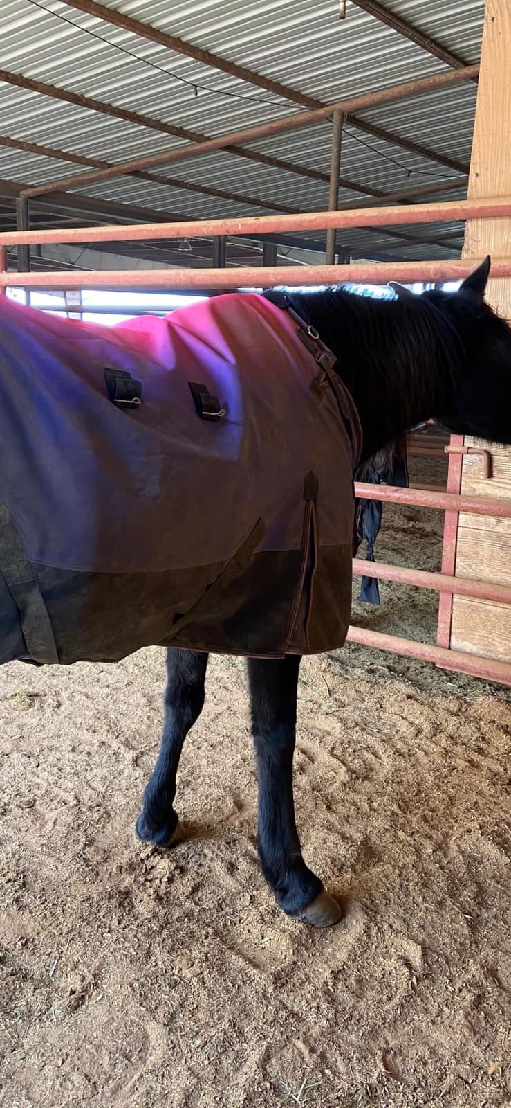 Challenger 1200D Turnout Waterproof Rain Horse Sheet Light Winter Blanket 393B customer photo 2