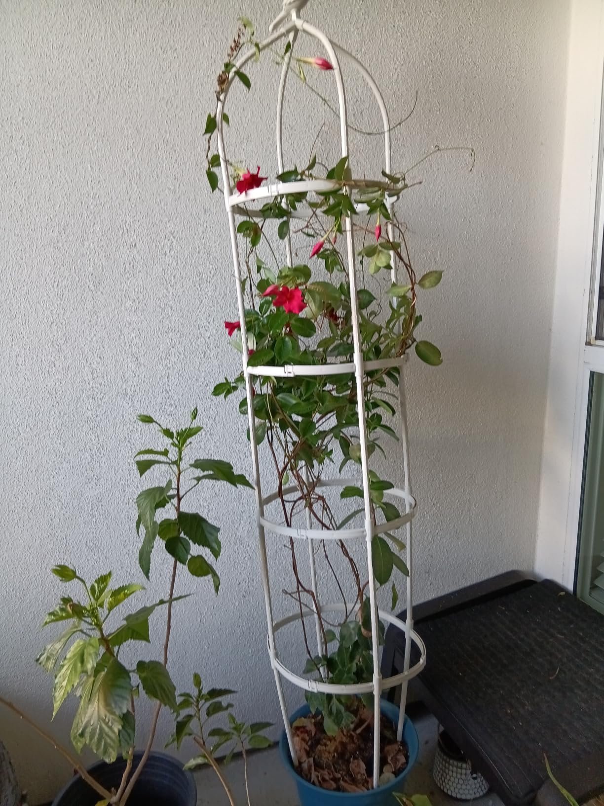 Garden Obelisk Trellis for Climbing Plants Outdoor 6 Ft Rose Bush Round Trellis for Pots Rustproof Metal Pipe with Plastic Coated Plant Flower Trellises for Clematis Vine Jasmine Support customer photo 1