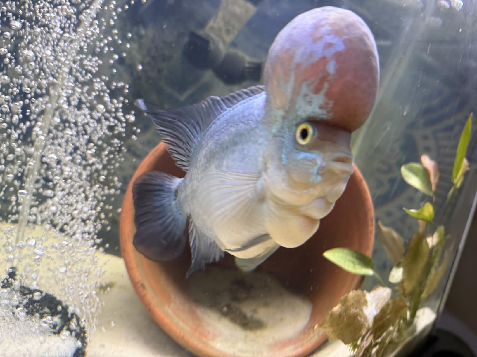 SEAOURA Led Aquarium Light for Plants-Full Spectrum Fish Tank Light 18-24'' customer photo 2