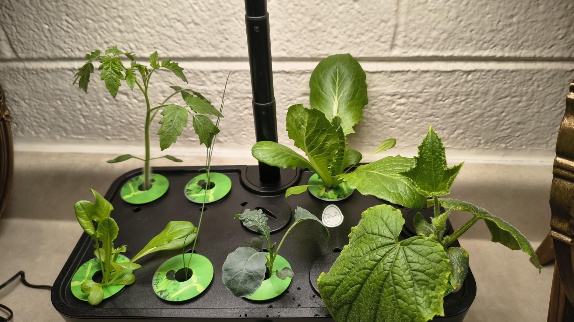 Ahopegarden Indoor Garden Hydroponics Growing System: 10 Pods Kit with LED customer photo 2