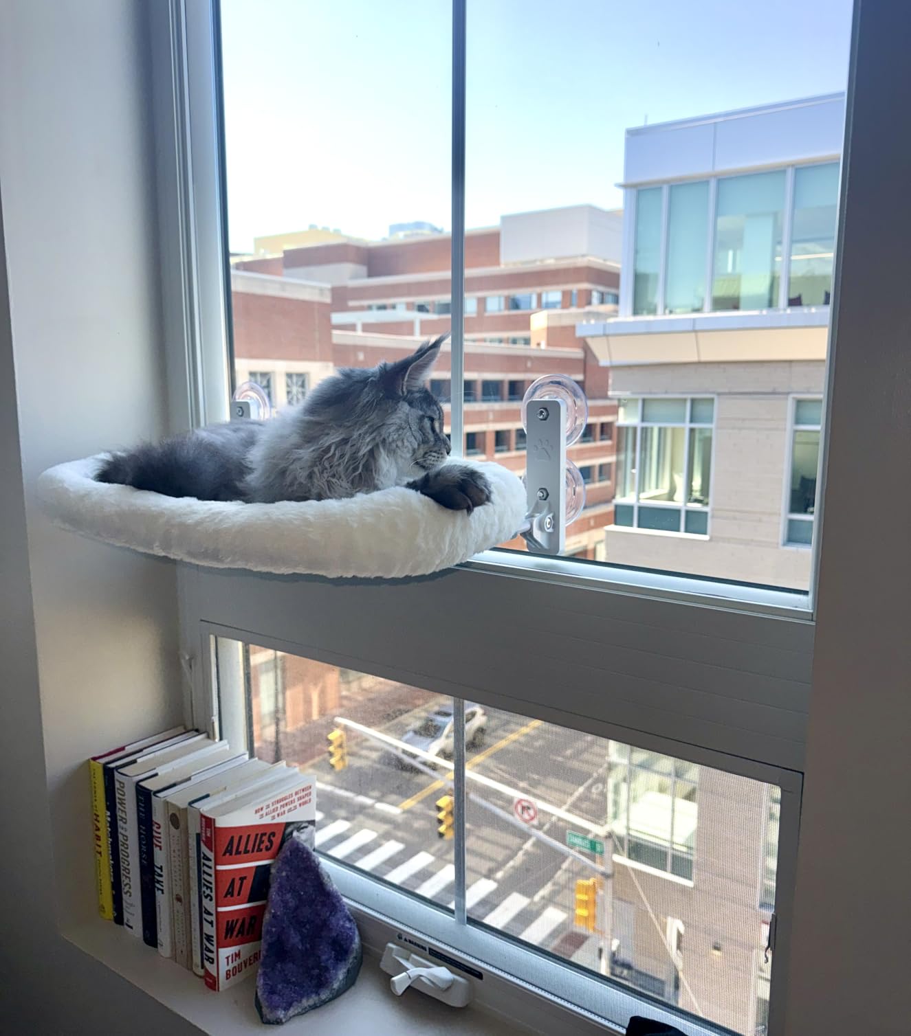 AMOSIJOY Cordless Cat Window Perch with Cushion Bed Metal Frame, L White customer photo 1