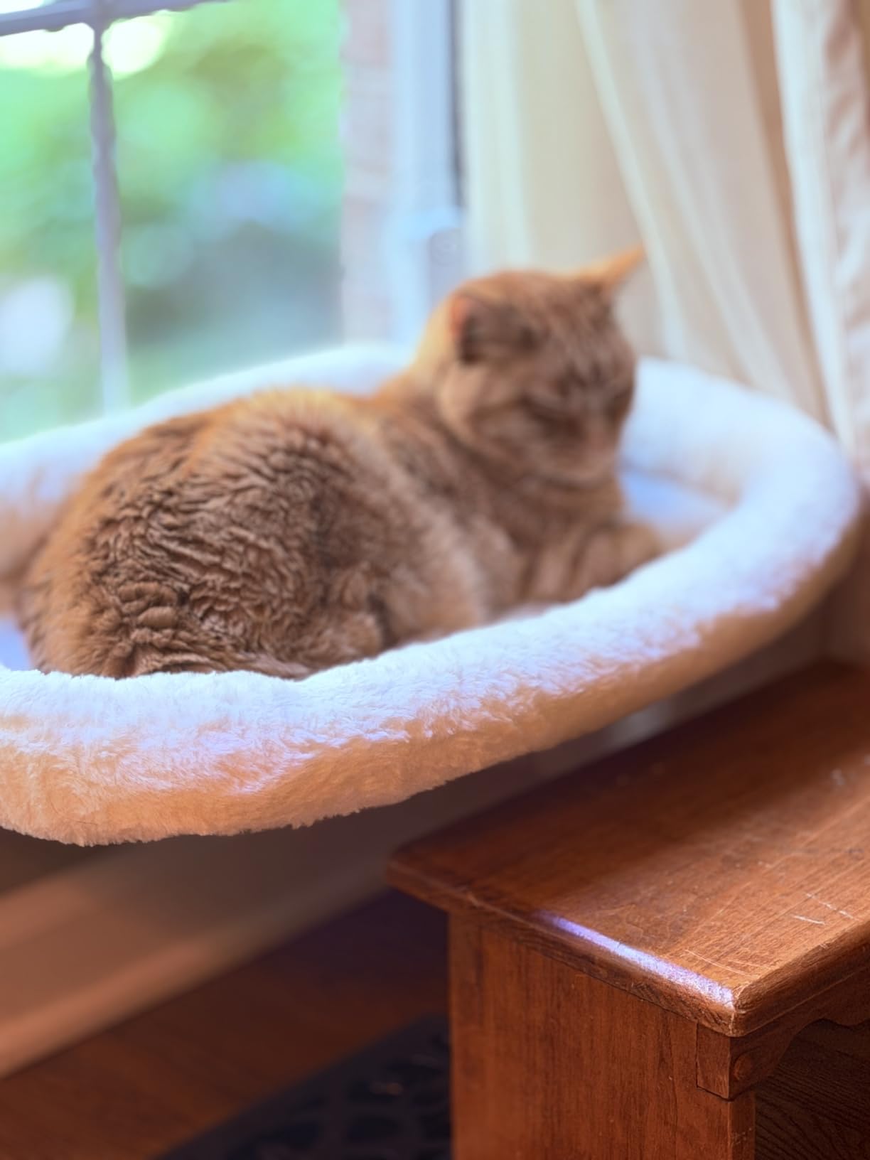 AMOSIJOY Cordless Cat Window Perch with Cushion Bed Metal Frame, L White customer photo 2