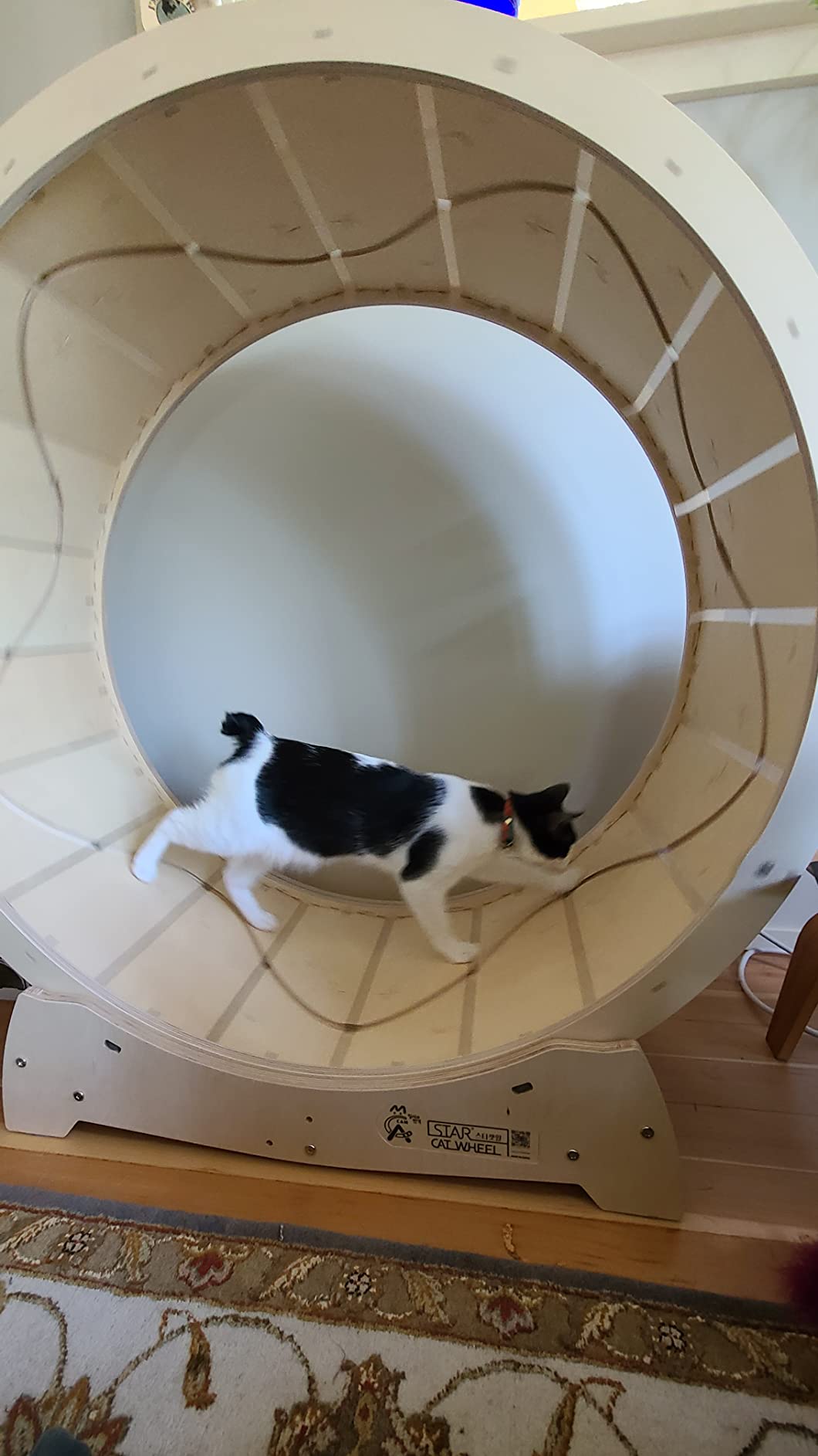 Star Cat Wheel, Cat Treadmill, Exercise Wheel for Running, Spinning, Scratching, and Climbing for Indoor Cats, Premium Birch Wood, Eco-Friendly, Moving Fish, Wide Running Track, 41.7 inch L Size customer photo 1