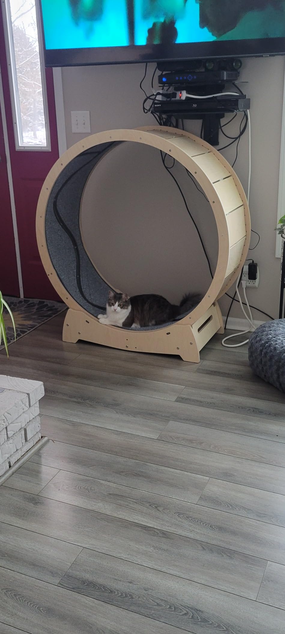 Star Cat Wheel, Cat Treadmill, Exercise Wheel for Running, Spinning, Scratching, and Climbing for Indoor Cats, Premium Birch Wood, Eco-Friendly, Moving Fish, Wide Running Track, 41.7 inch L Size customer photo 2