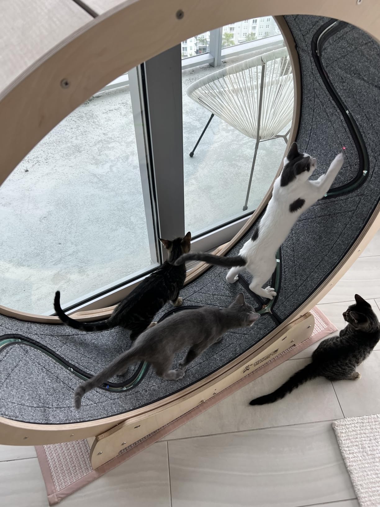 Star Cat Wheel, Cat Treadmill, Exercise Wheel for Running, Spinning, Scratching, and Climbing for Indoor Cats, Premium Birch Wood, Eco-Friendly, Moving Fish, Wide Running Track, 47.2 inch XL Size customer photo 1
