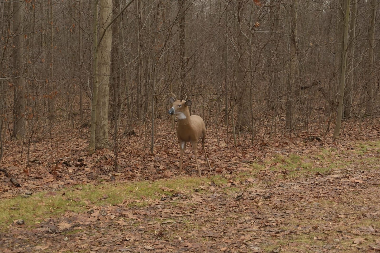 Flambeau Outdoors 5965SB Scrapper Buck - Masters Series Deer Decoy customer photo 2