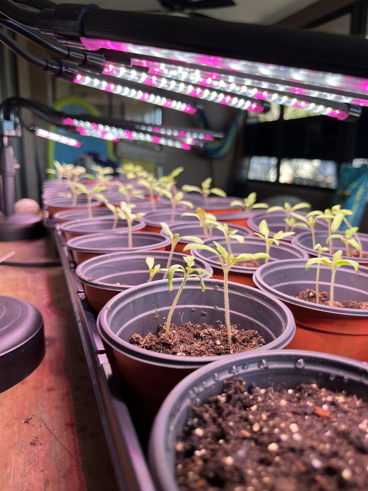SYEIORAOM Grow Lights for Indoor Plants, Six Head Plant Light with Full Spectrum, LED Grow Lamps for Seed Starting with Adjustable Gooseneck, Suitable for Flowers Vegetables customer photo 2