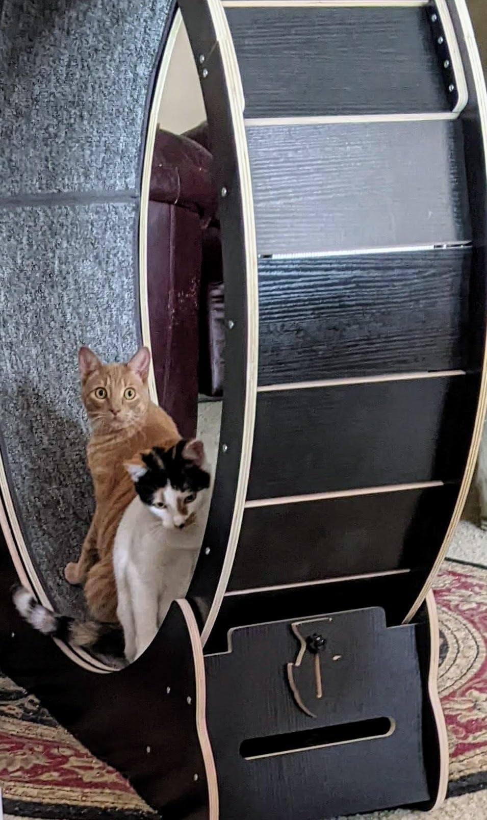 Homegroove Cat Exercise Wheel for Indoor Cats, 46 Inch customer photo 1