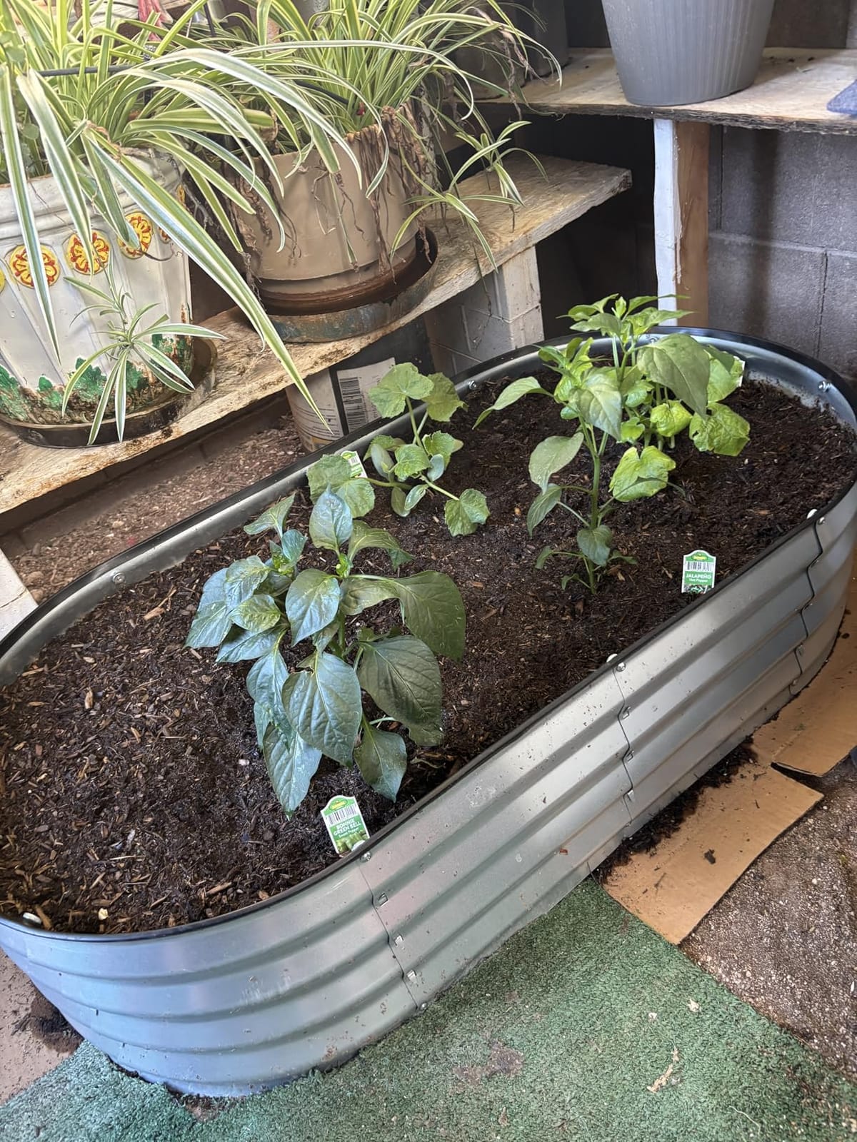 Plant & Plot Galvanized Raised Garden Beds Outdoor // 4×2×1 ft Planter Raised Beds for Gardening, Vegetables, Flowers // Large Metal Garden Box (Silver) // Patented Tool-Free Design customer photo 1
