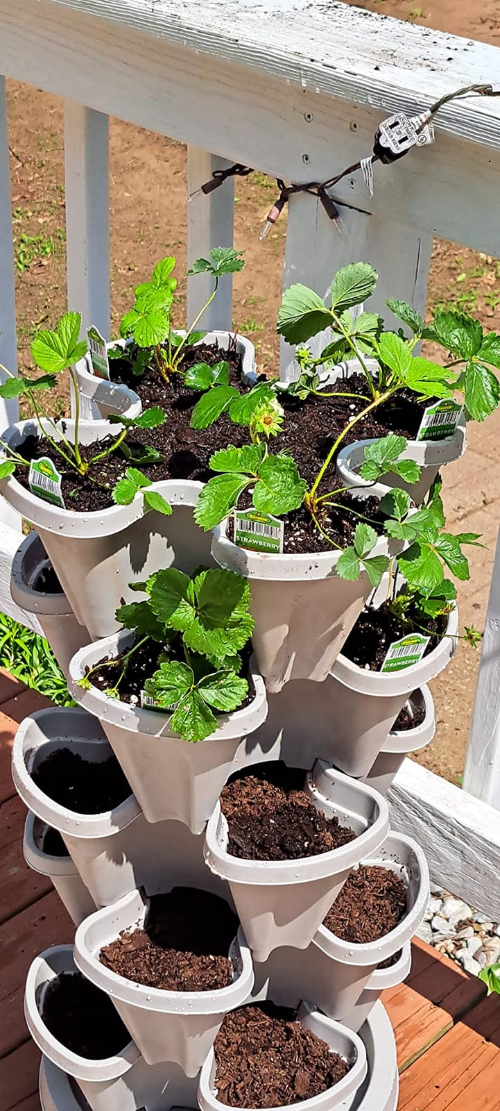 DUNCHATY Stackable Planter, Vertical Garden Planter with Wheels and Tools, Self Watering Strawberry Planter Indoor/Outdoor 7 Tier Herb Planter Pots for Growing Vegetables and Succulents,Pine Green customer photo 1