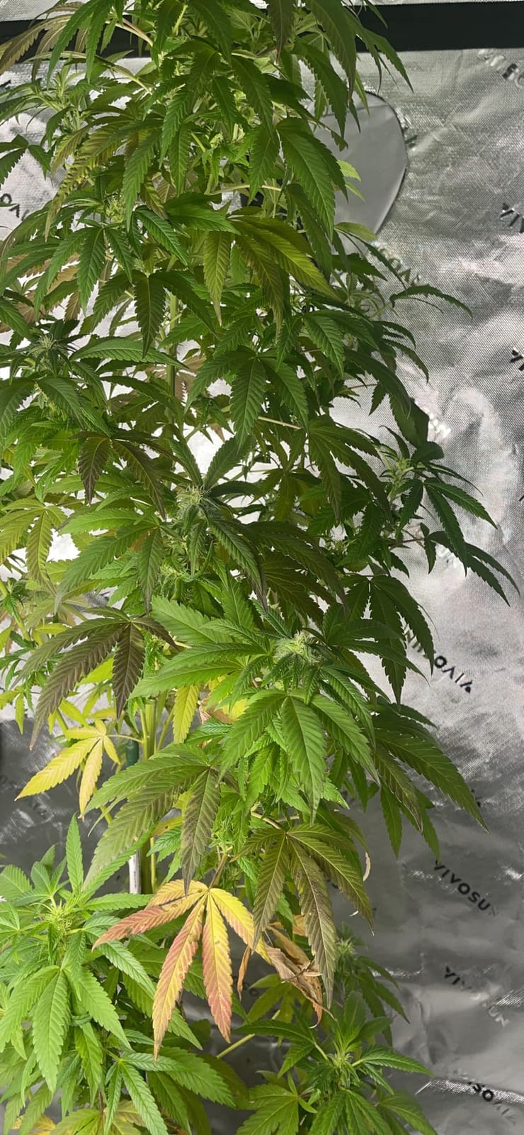 VIVOSUN Smart Grow Tent Kit 2x4, 2-Plant WiFi-Integrated Grow System customer photo 1