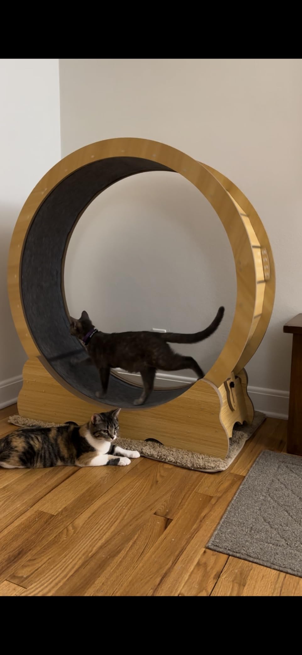 Cat Wheel, 46