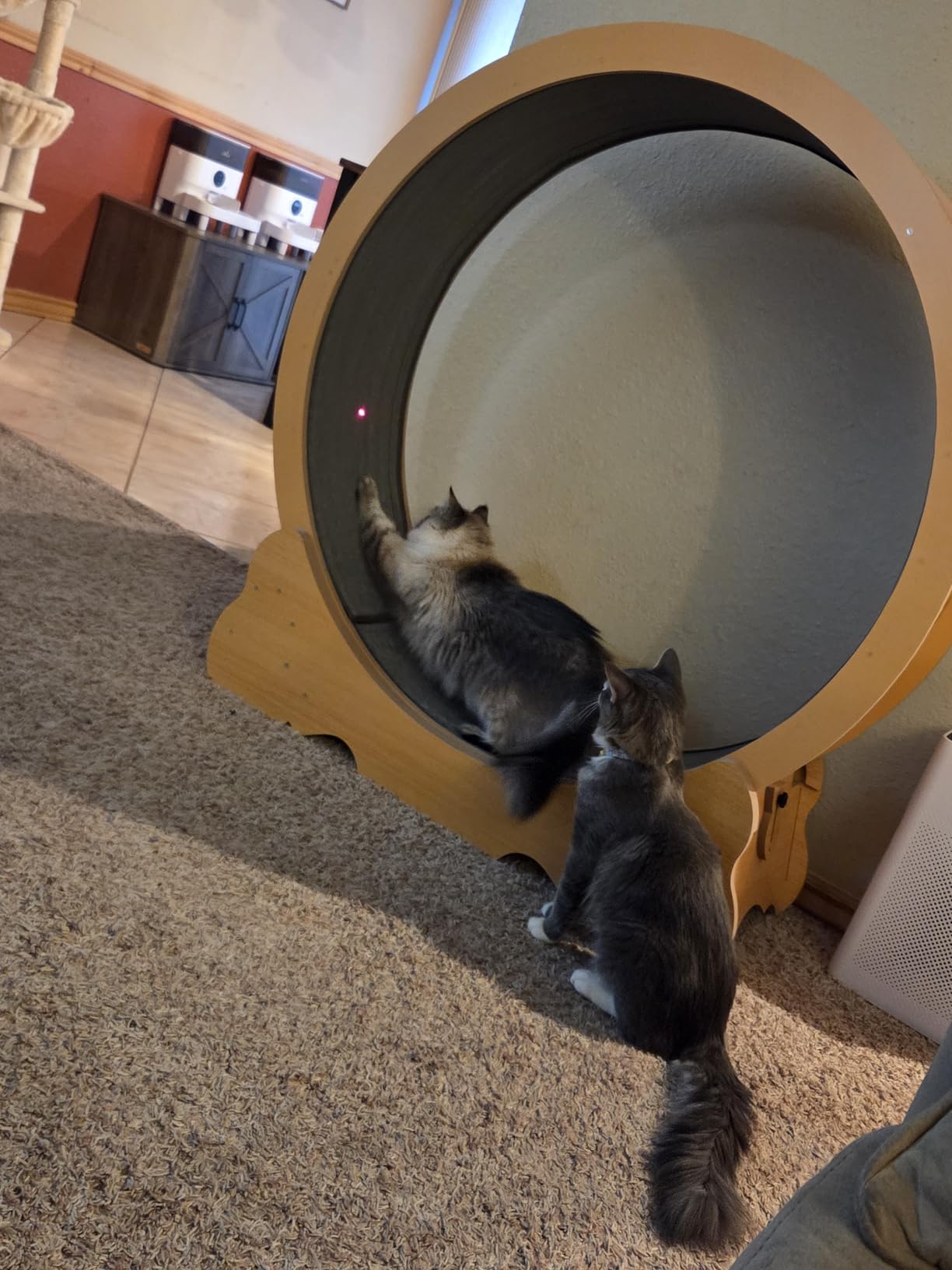 Cat Wheel, 46