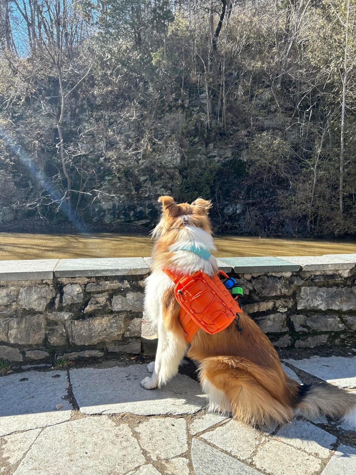 ONETIGRIS Dog Backpack for Medium & Large Dogs, Nylon Backpack for Dogs Tactical Pet Backpack with Side Pockets for Hiking Walking Training Running (Orange, Medium) customer photo 1