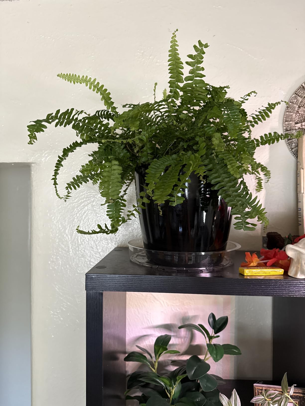 Dexceder 18x17 Self Watering Planter with Wheels (White Matte) customer photo 1