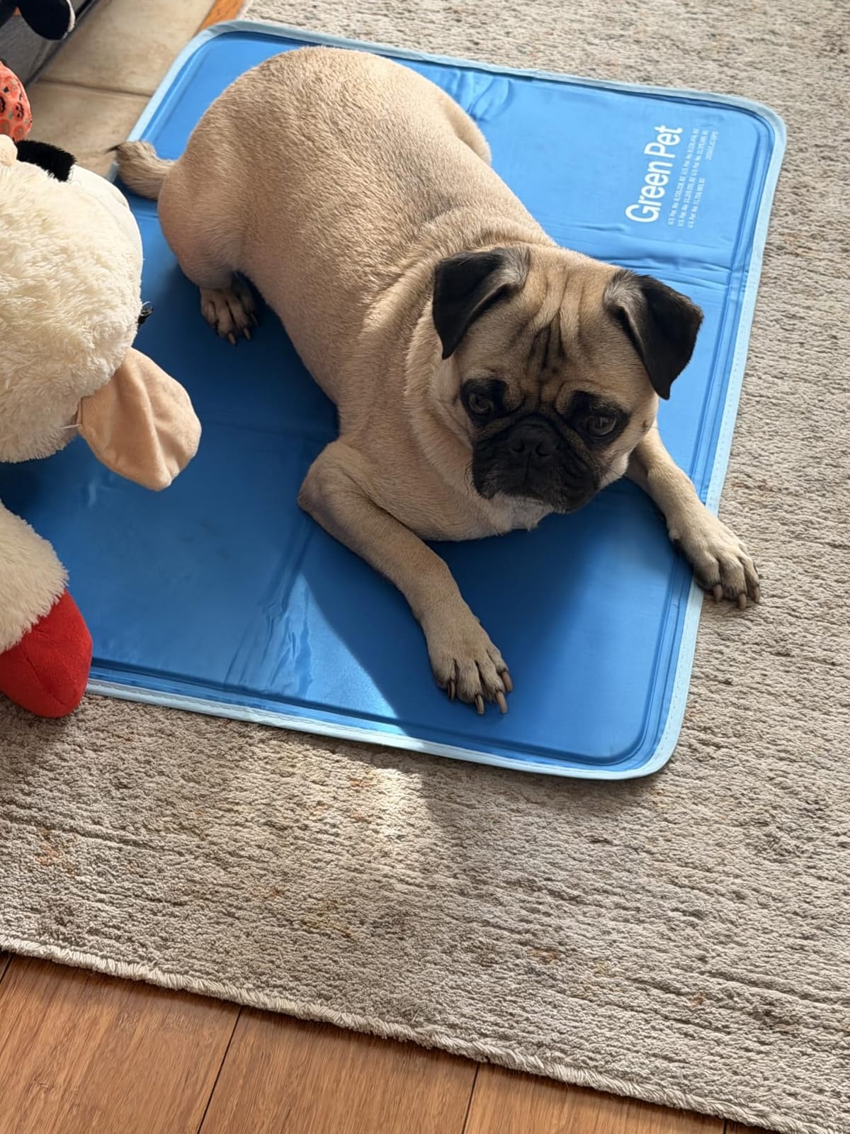 The Green Pet Shop Cool Pet Pad - Extra Large, Sage Grey - Self-Cooling, Pressure Activated Mat for Dogs & Cats from 80+ lbs - Non-Toxic Gel, No Water Needed customer photo 1
