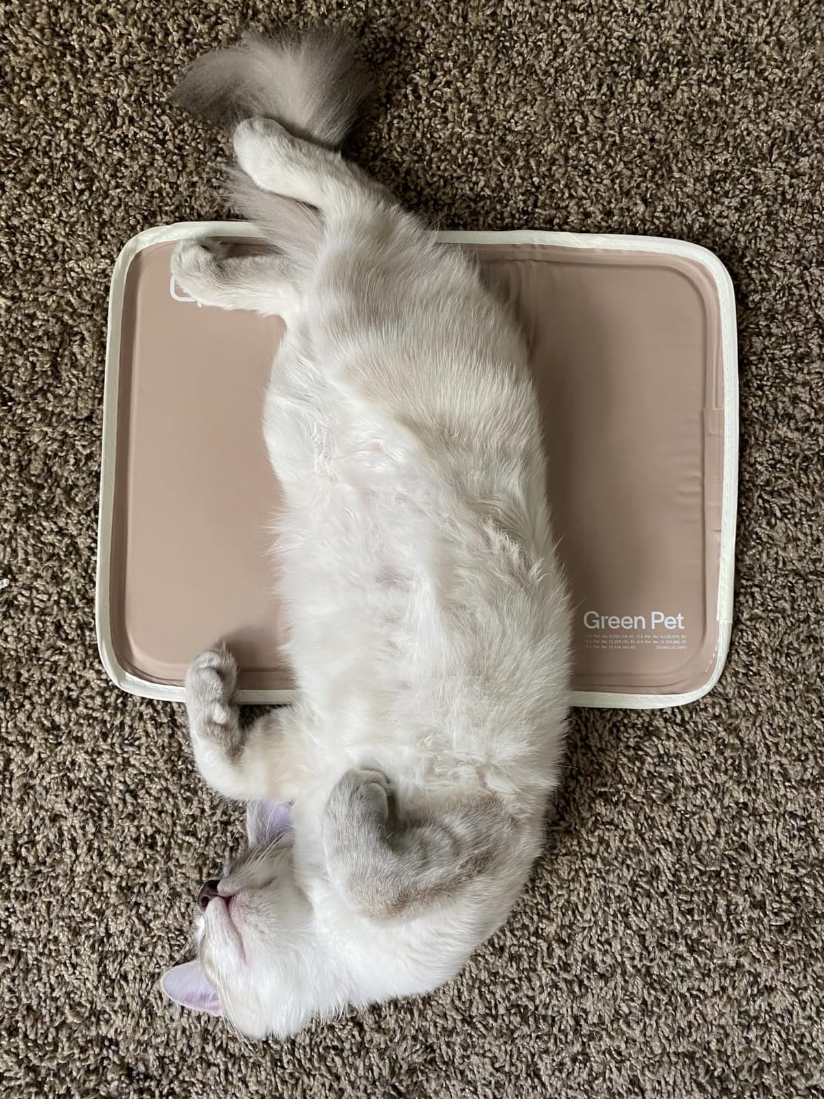 The Green Pet Shop Cool Pet Pad - Extra Large, Sage Grey - Self-Cooling, Pressure Activated Mat for Dogs & Cats from 80+ lbs - Non-Toxic Gel, No Water Needed customer photo 2