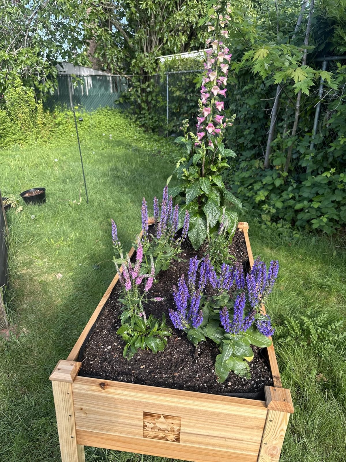 Cedar Raised Garden Bed with Legs, Outdoor Planter Box 48x24x30, 200lb customer photo 1