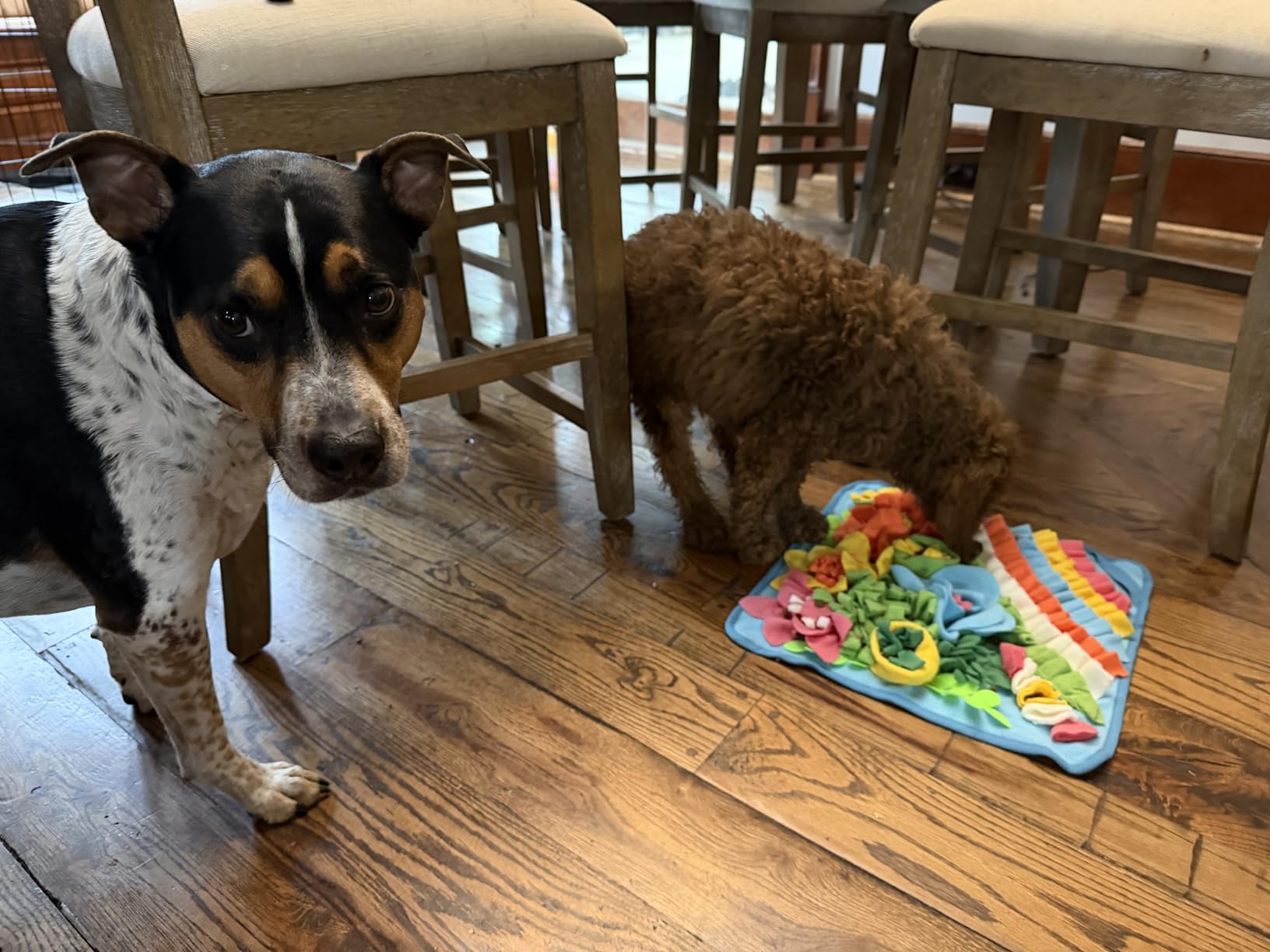 Snuffle Mat for Dogs, Sniff Mat Slow Feeding Mat for Small Pets Cats, Rabbits - Help Stress Relief and Training - Stimulate Your Pet's Foraging Skills! (Blue) customer photo 1