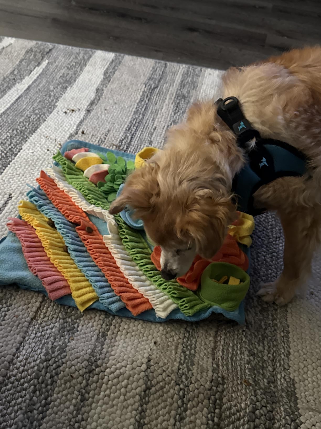 Snuffle Mat for Dogs, Sniff Mat Slow Feeding Mat for Small Pets Cats, Rabbits - Help Stress Relief and Training - Stimulate Your Pet's Foraging Skills! (Blue) customer photo 2