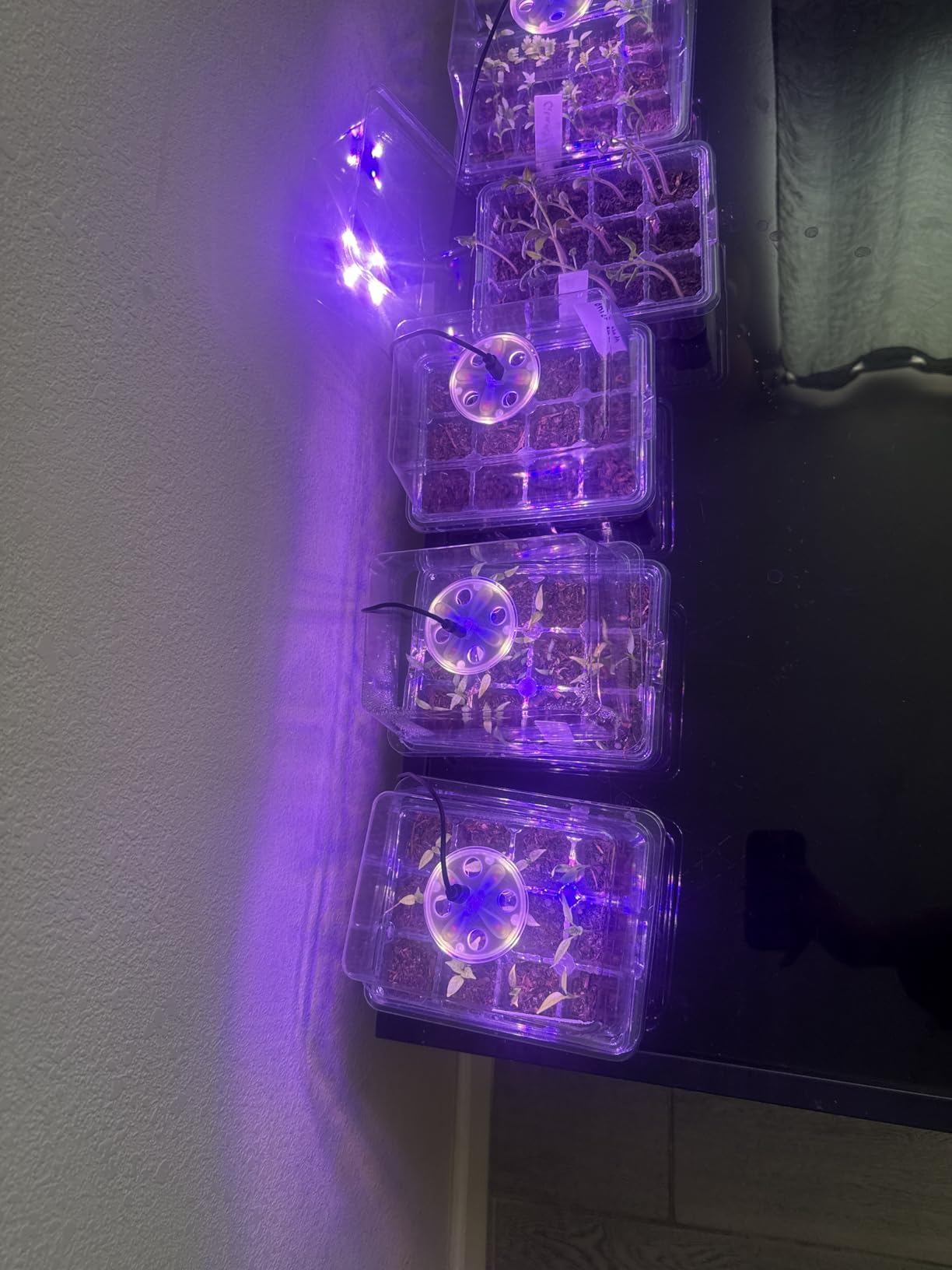 Bonviee Seed Starter Trays with 12-LED Grow Lights, Clear, 5 Pack customer photo 1