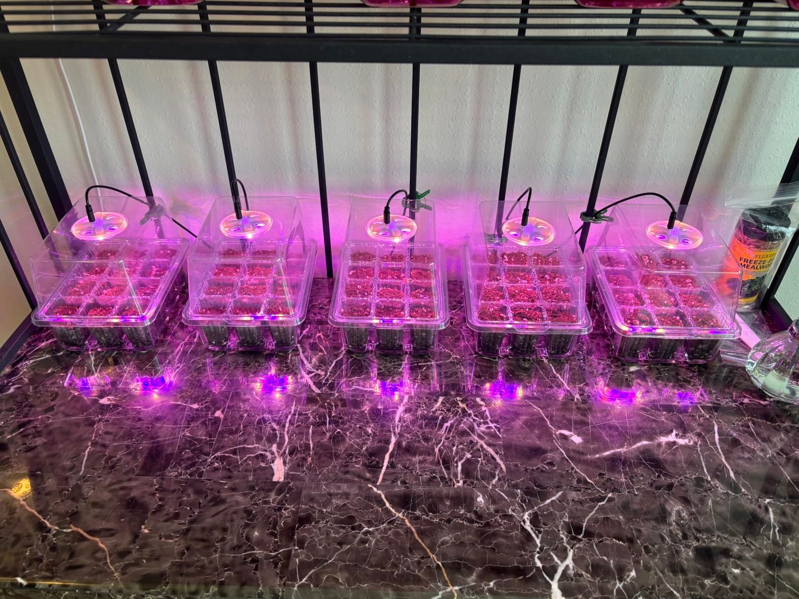 Bonviee Seed Starter Trays with 12-LED Grow Lights, Clear, 5 Pack customer photo 2