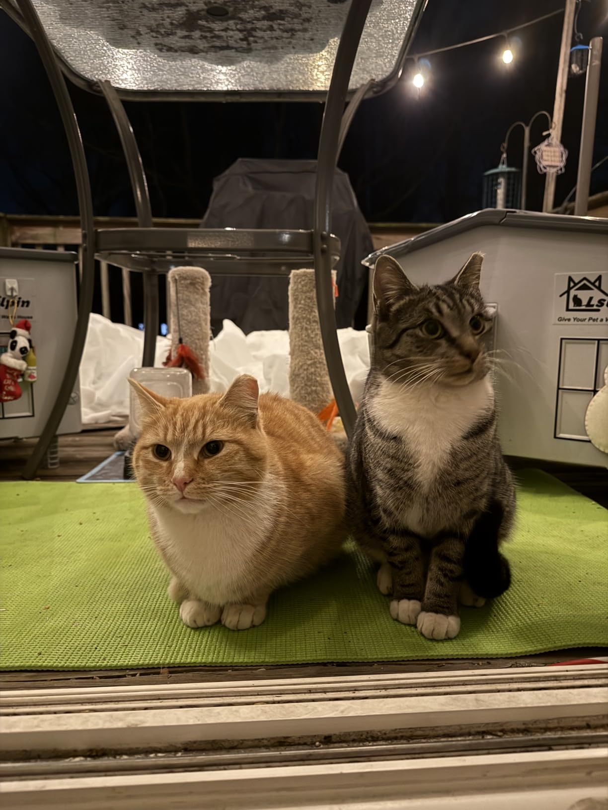 Large Heated Cat House for Outside Cats in Winter, Lslpin Weatherproof & Insulated Outdoor Feral Cat House with Escape Door,Outside Cats House Shelter with Heating Pad 21.6×16.9×17.5 customer photo 1