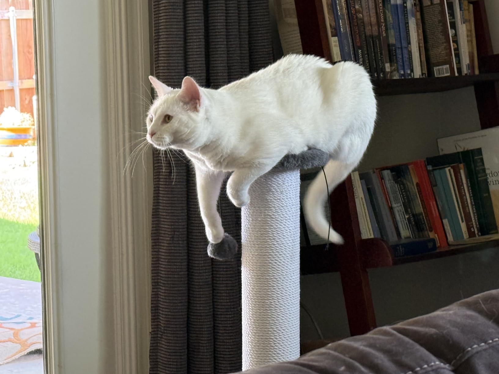 34-Inch Tall Cat Scratching Post for Large Cats, Stable Base, Gray customer photo 2