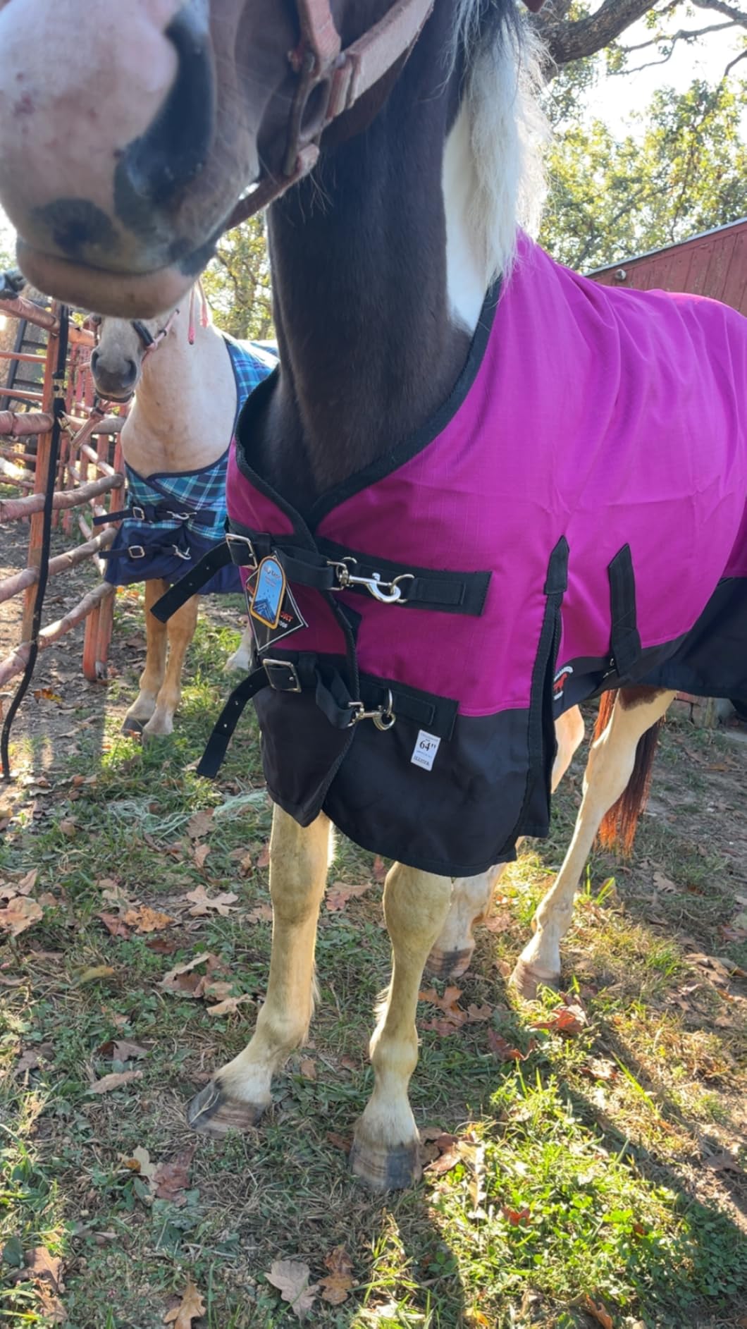 CHALLENGER 1200D Turnout Waterproof Rain Light-Weight Sheet Horse Blanket customer photo 1