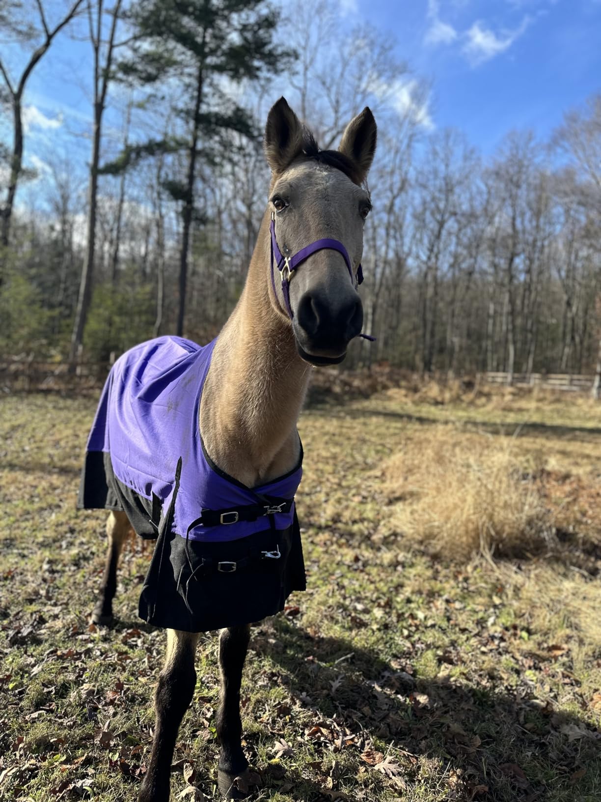 CHALLENGER 1200D Turnout Waterproof Rain Light-Weight Sheet Horse Blanket customer photo 2