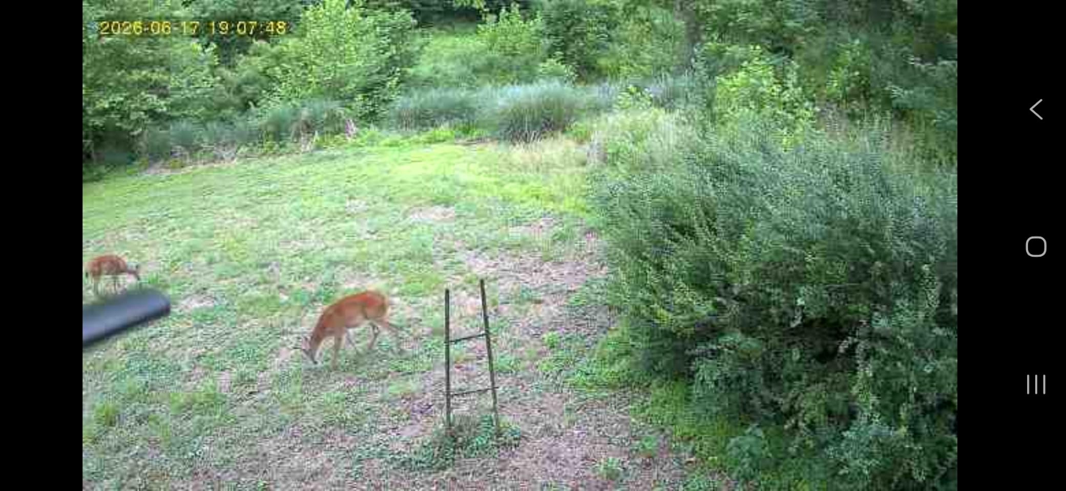 SEHMUA Trail Camera, 2K HD Live Streaming Game Camera AI Animal Detection customer photo 1