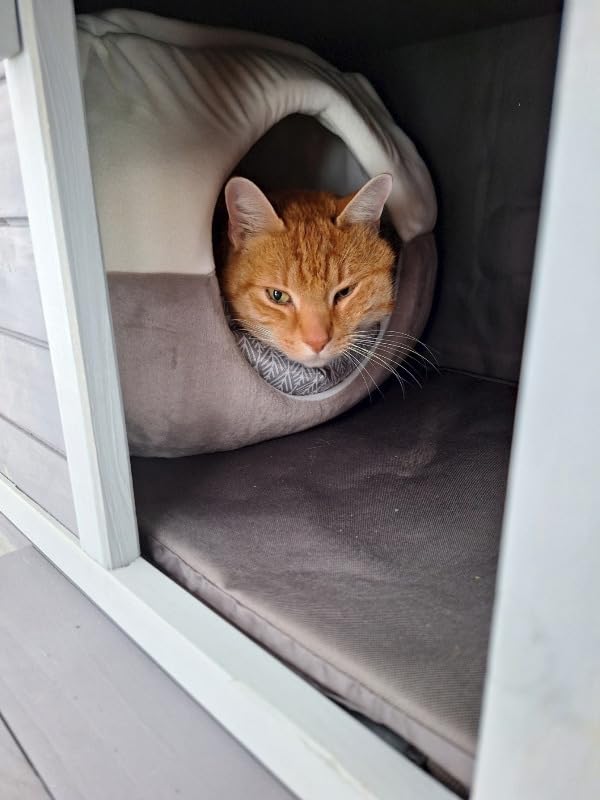 Aivituvin Heated Outdoor Cat House with Heating Pad, Insulated Liner customer photo 2