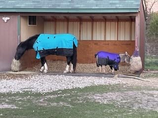HILASON 1200D Waterproof Winter Horse Turnout Blanket Lime Black customer photo 2