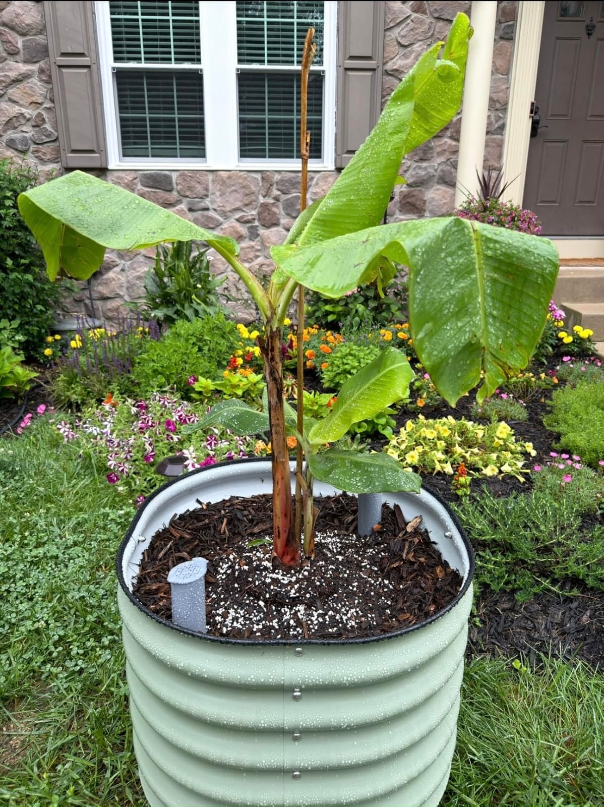 Rolling Citrus Tree Planter Gen 3, Self-Watering 24” Wide Round Large Plant Pots for Lemon Trees Tomatoes Flowers, Raised Garden Beds with Wheels for Outdoor Patio Porch, 30 Gallon, Olive Green customer photo 2