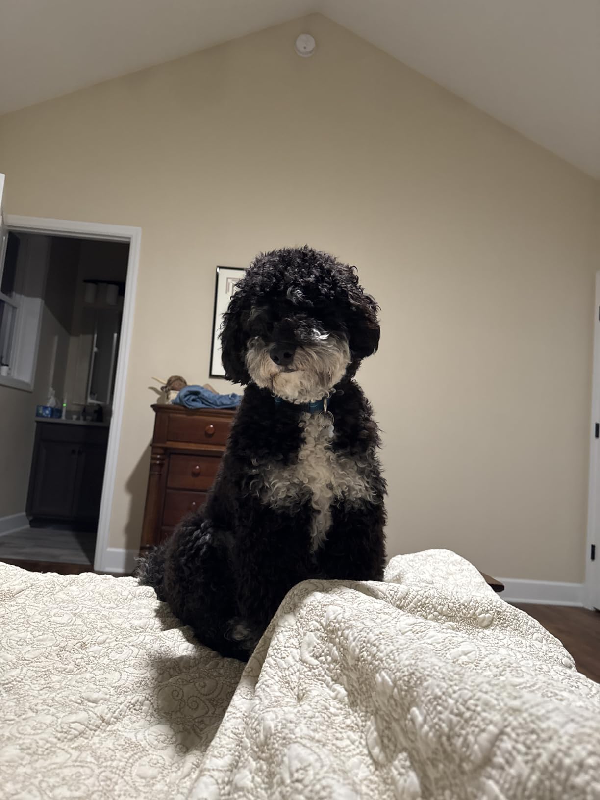 The Doodle Brush Slicker Brush Dog Poodle Brush Detangler, Extra Long Pin customer photo 1